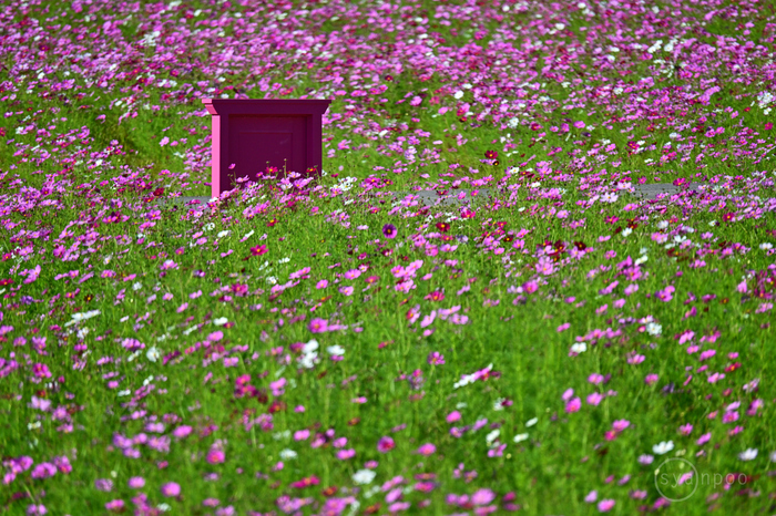 タムロン TAMRON 150-500mm F/5-6.7 Di III VC VXD Zマウント
